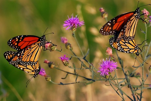 Frisky Monarchs by Alberto_VO5