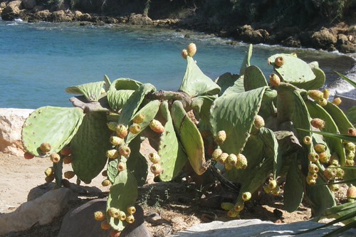 Kings Beach