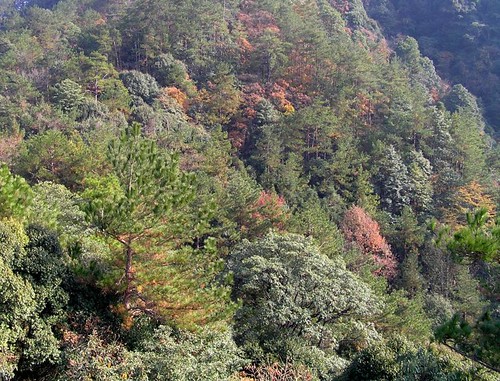 Thu, 11/29/2007 - 09:36 - Ridge top forest, Gutianshan.
Credit: CTFS