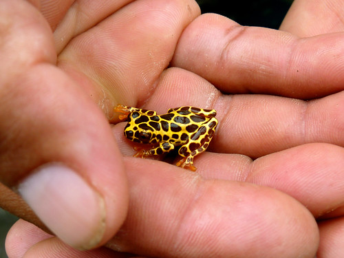 Giraffe Frog
