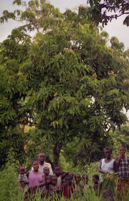 Buchholzia tholloniana tree