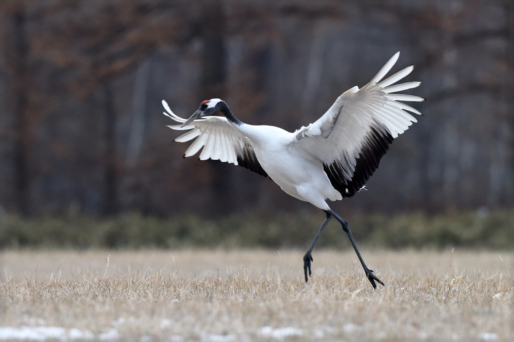 A red-crowned crane: a principal dancer ?
