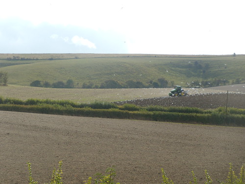 Tractor with gulls Sandling to Wye
