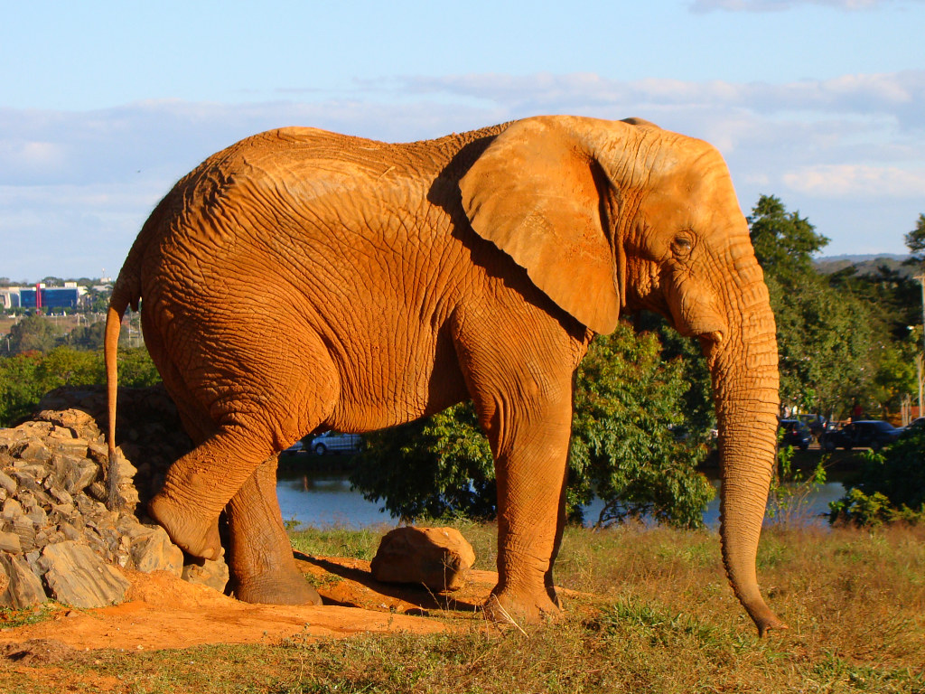 Большая разновидность. Слон. Слон порода. Слон вымирающий вид. Африканский вымерший слон.
