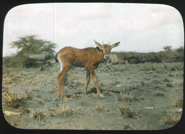 Young mammal, possibly Bovidae Oryx