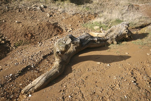 Driftwood in a dried up stream bed.