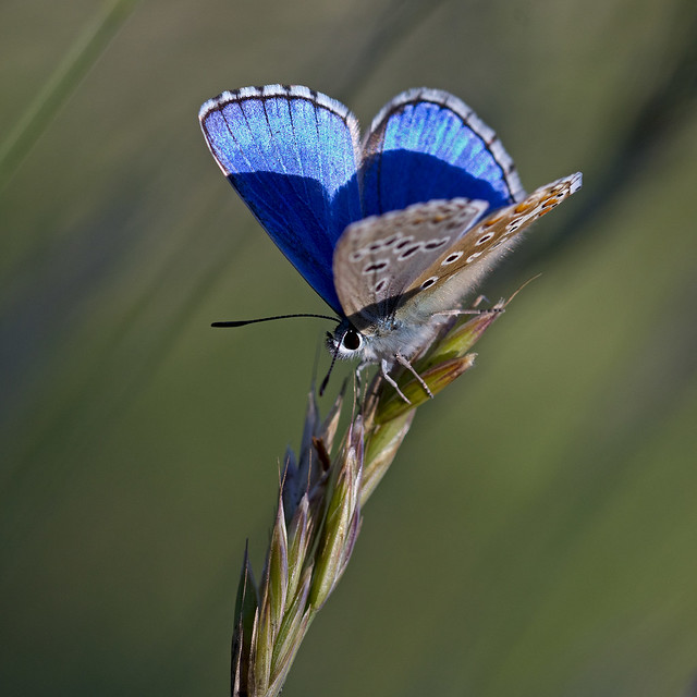 Ombres et Lumière. Azuré bleu céleste (Polyommatus bellargus) Adonis Blue