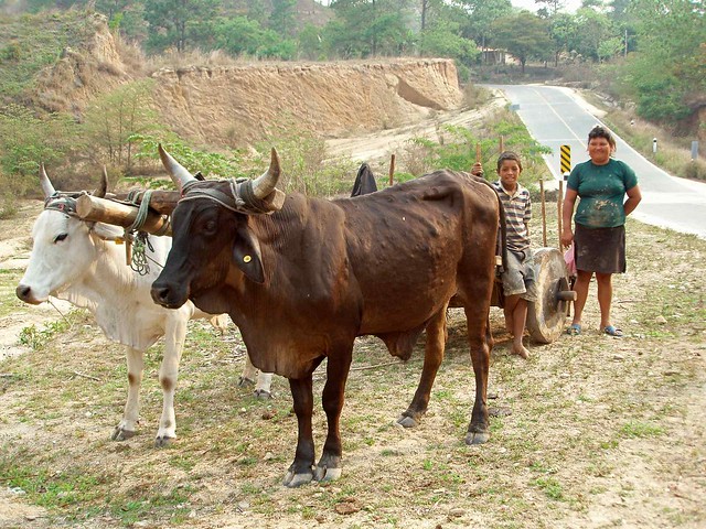 Familia con yunta - Family with ox & cart; Nicaragua