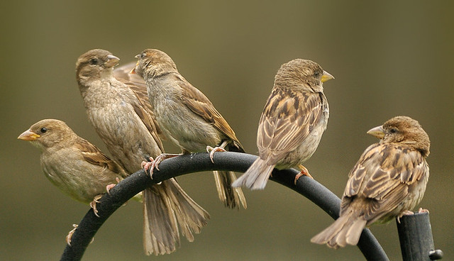 Crowded Sparrows