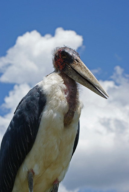 Marabou Stork