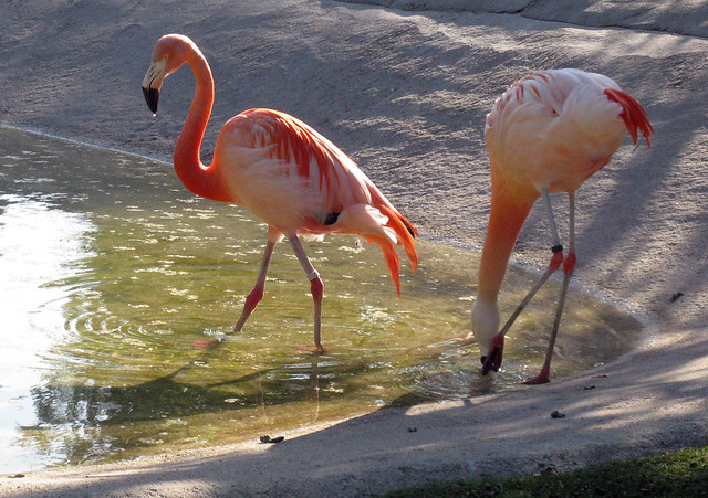 RIP Flamingoes