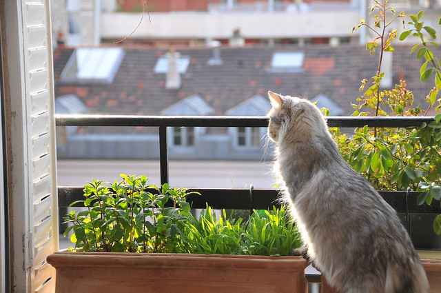 Appartment cat dreaming of greener landscapes