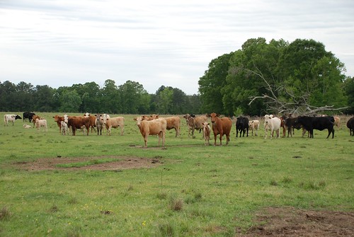 family louisiana picnic cows farm mudriding
