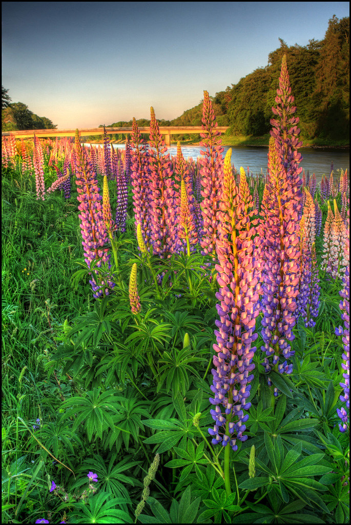 Lupins by angus clyne