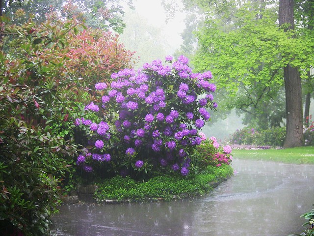 Blühendes-Barock - Rhododendren im Regen, 13230