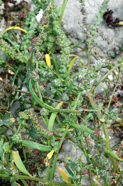 Atriplex littoralis (Grass-leaved Orache / Strandmelde) 0122