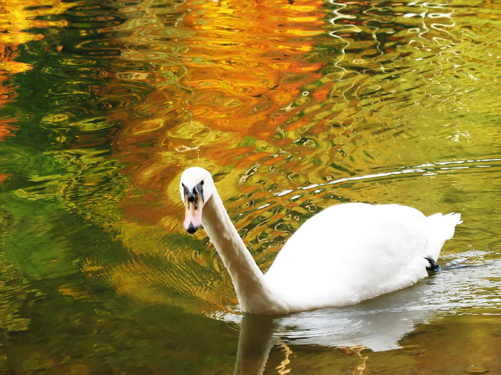 Swan (Cygnini) in Autumn Reflections - Adelberg, Herrenbach Artificial Lake, Germany by Batikart
