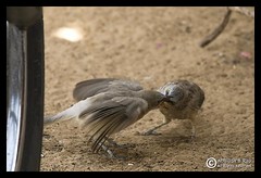 Large Grey Babblers