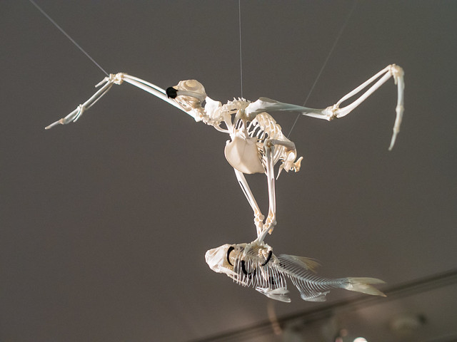 Skeletal Osprey