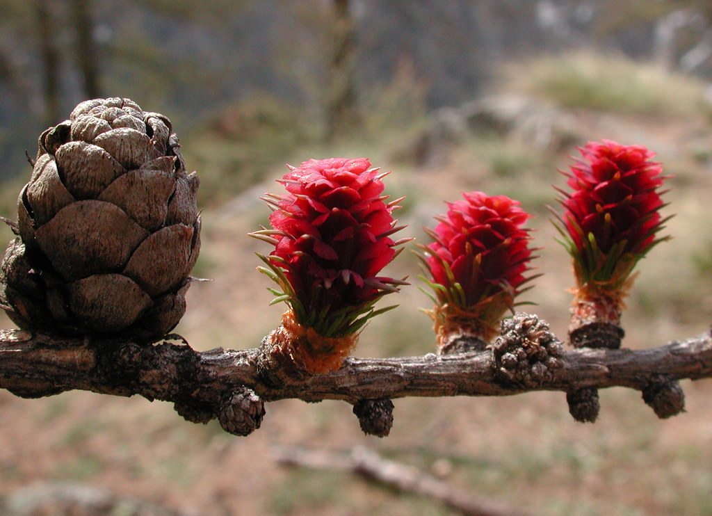 Piccole pigne crescono.. Small pine cones grow