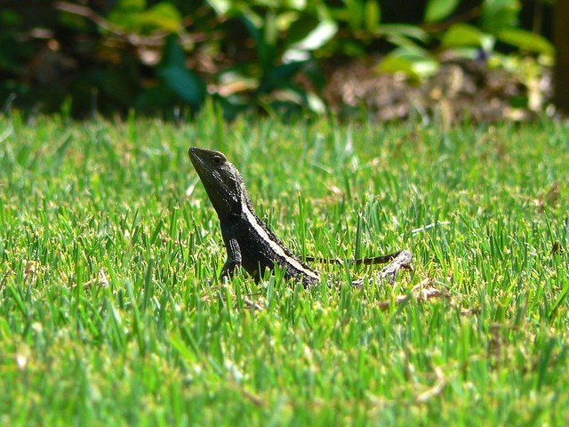 backyard resident, on the grass