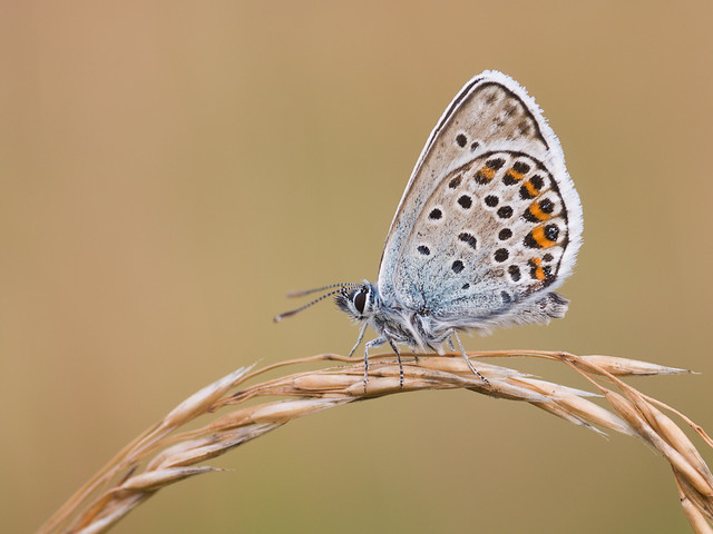 Silver-studded Blue (male)