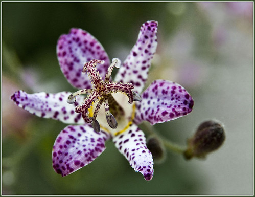 Toad Lily????? by KTDEE....