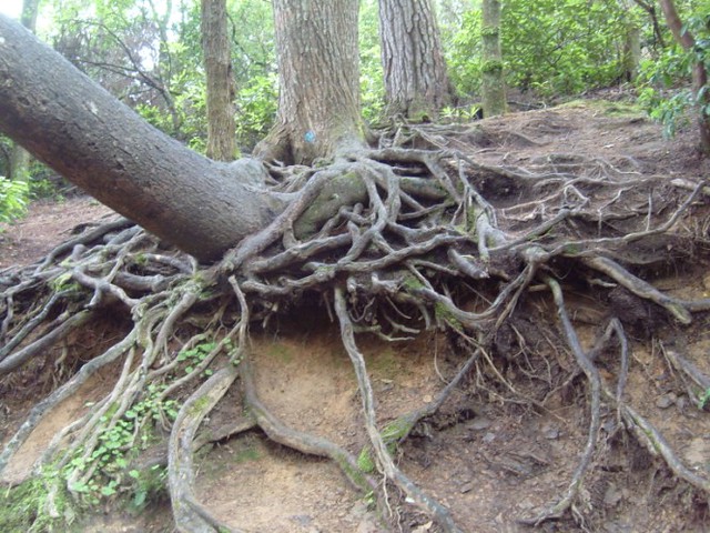 A tree was growing sideways and the roots were also above ground. I loved nature.