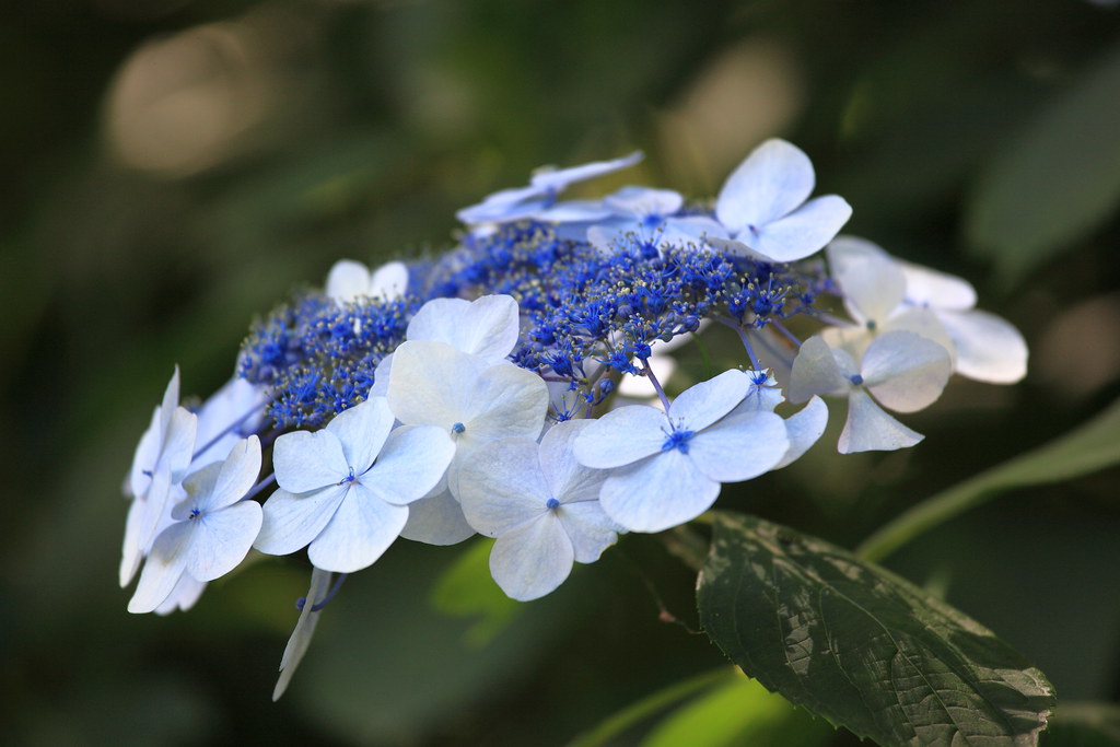 Hydrangea Macrophylla 額紫陽花 ガクアジサイ Forest And Park For T Flickr