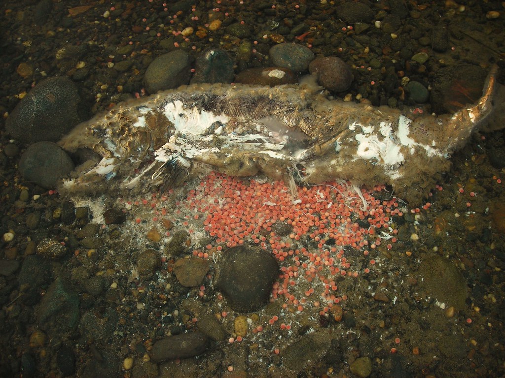 A dead fish cut open & spilled eggs, Kyle B.