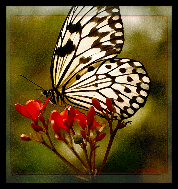 Idea Leucono Butterfly
