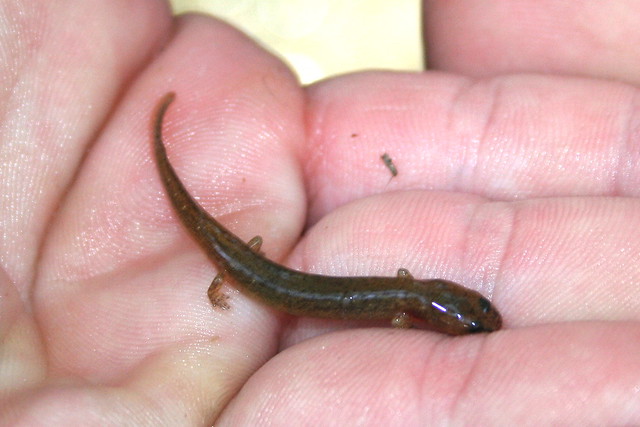 Eurecea sp - Edwards Spring Salamander