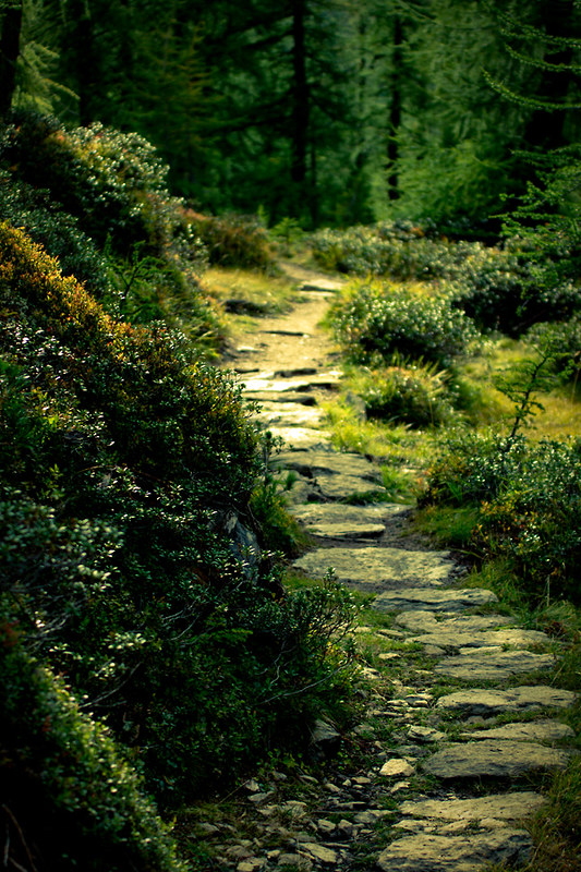 path through the woods by Dennis_F