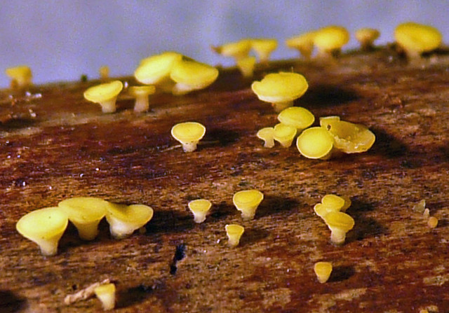 Tiny Yellow Mushrooms