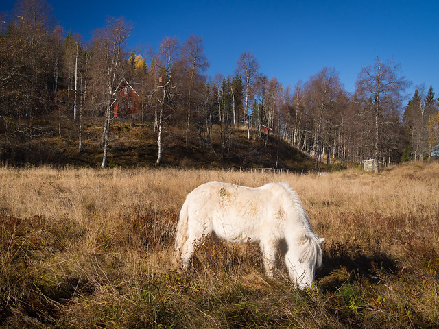 Unicorn of the Nordmarka