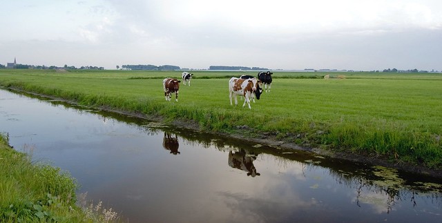 Reflecting cows