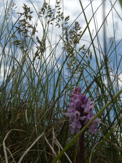 Orchid in grass Cholsey to Goring