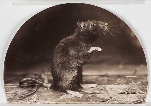 'Mr and Mrs Rattus: Old English Black Rat'