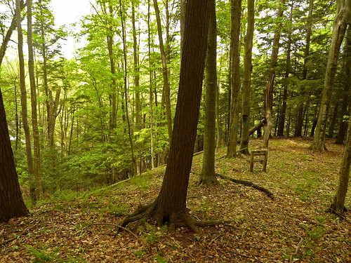 trees tree nature forest river bench woods michigan hill honor panasonic ridge serene platteriver serenitynow benzie fz18 jimflix plattespringspath