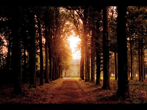 trees sunshine forest sunrise canon glow belgium earlymorning lightroom averbode rebelxs 1000d