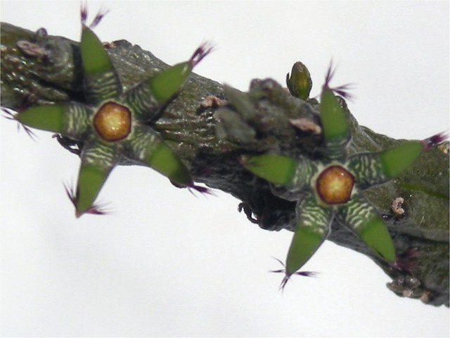 Rhytidocaulon macrolobum green flower