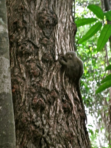 Monkey in Amazon