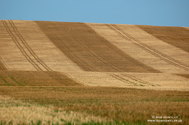 Patterned wheat field