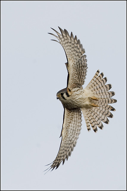 Falcon (Kestrel) - 0318