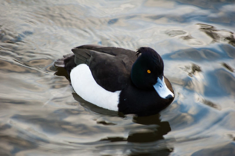 Tufted duck