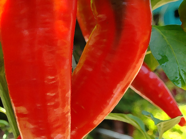 Garden Herbs - Cayenne Pepper -  Capsicum annuum 'Cayenne'