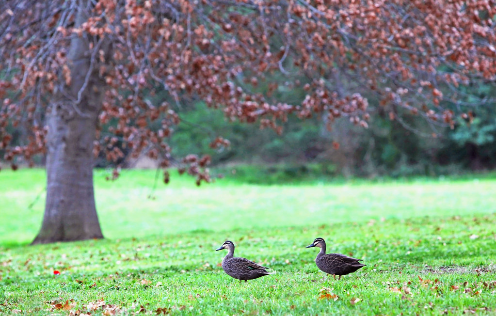 Pacific Black ducks :  Sometimes we just walk...