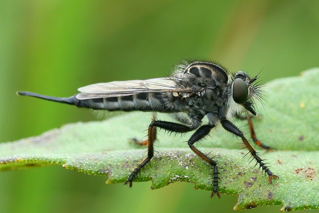 Robber Fly (Alt. Title: Don't Hate Me Because I'm Beautiful!)