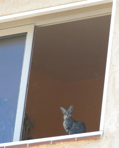 Chat clos ! | by Le pot-ager