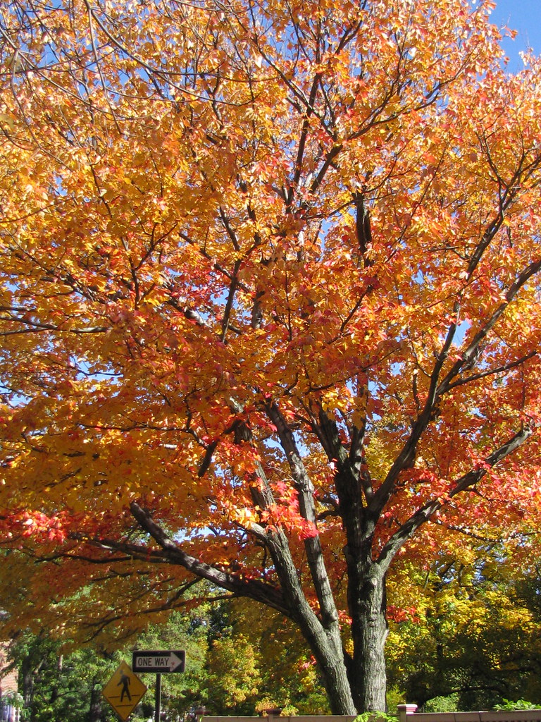 Fall colors near home | Cambridge, MA | Susan | Flickr